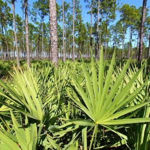 Manspro 6 zaagpalm-extraxt-manspro-prostaat