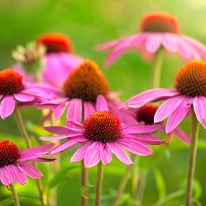 Je weerstand verhogen met Echinacea 3 echinacea-weerstand-verhogen-7bees