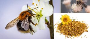 Blog 19 bijenpollen-kopen-7bees