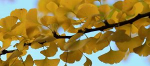 Blog 25 gingko-biloba-bijwerkingen-7bees