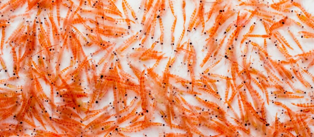 avantages - huile de krill - huile de poisson