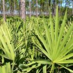 zaagpalm-prostaat-manspro-blog-banner