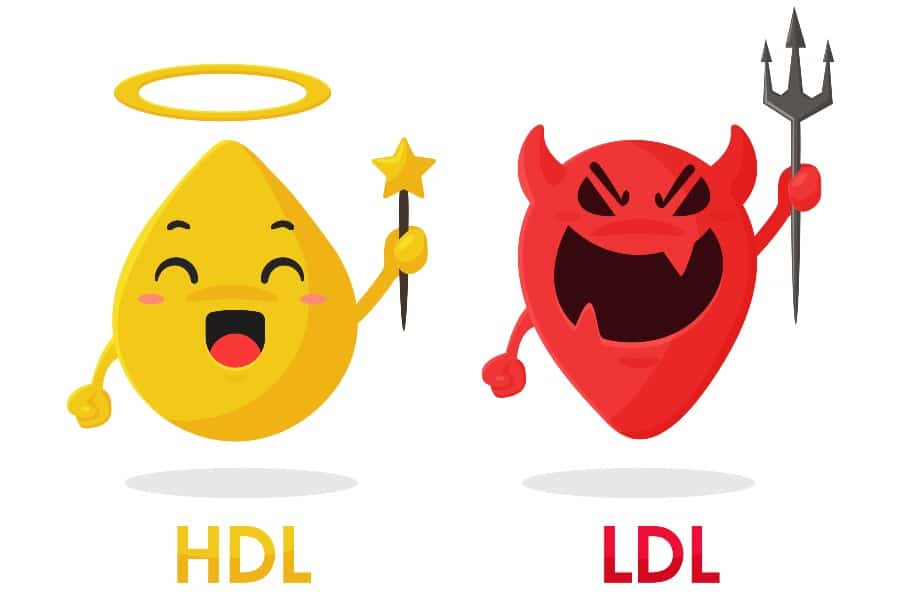 cholesterol-verlagen-HDL-LDL