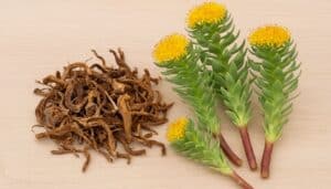 rhodiola bijwerkingen plant met gedroogde wortel