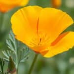 slaapmutsje slaapmiddel - Eschscholzia californica