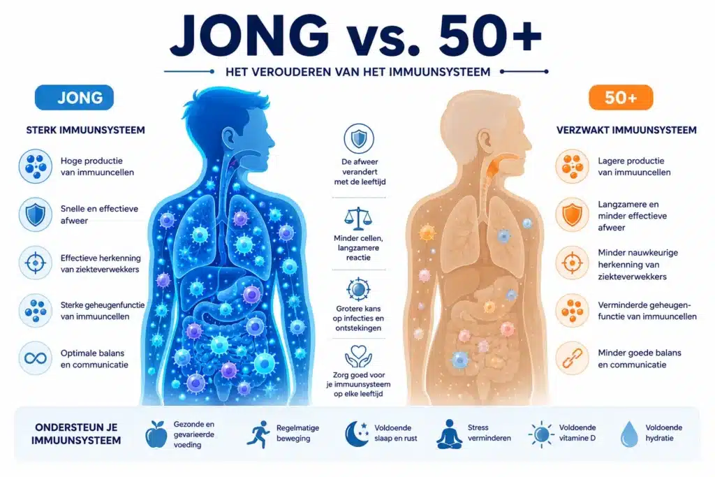 Bright flat-vector infographic illustration (): cross-section diagram of a human immune system aging process, showing two