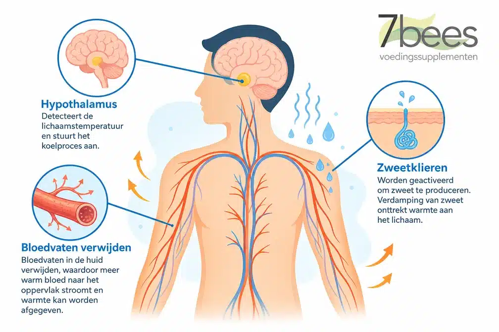 Waarom word je moe bij warm weer? Je lichaam gaat in slaapstand